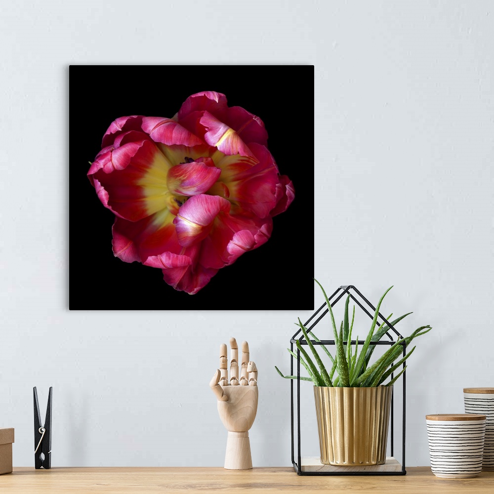 A bohemian room featuring Top View Of An Open Pink And Red Exotic Parrot Tulip