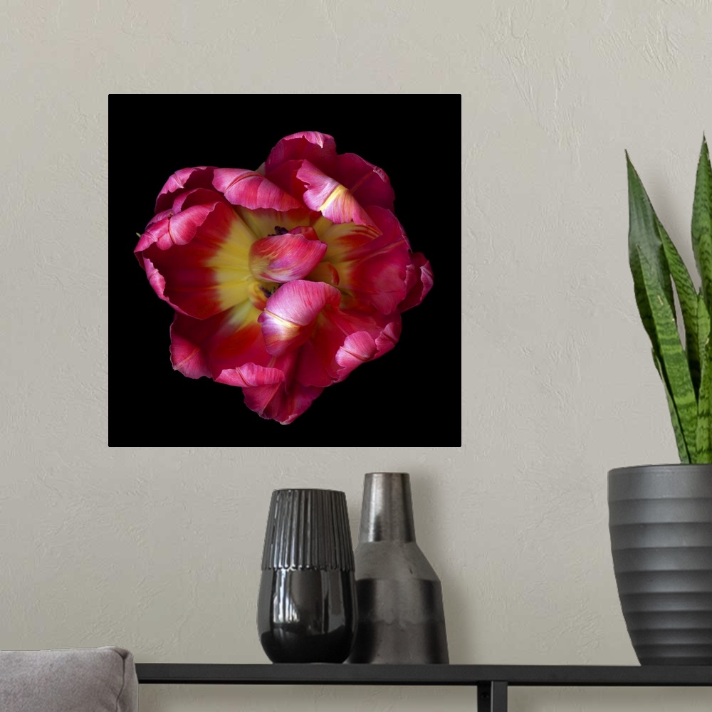 A modern room featuring Top View Of An Open Pink And Red Exotic Parrot Tulip