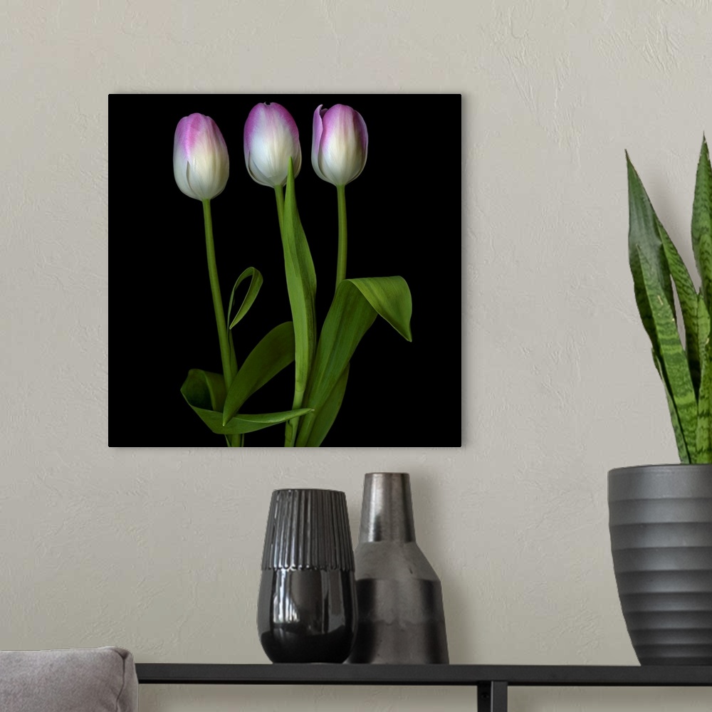 A modern room featuring Pink Tulip