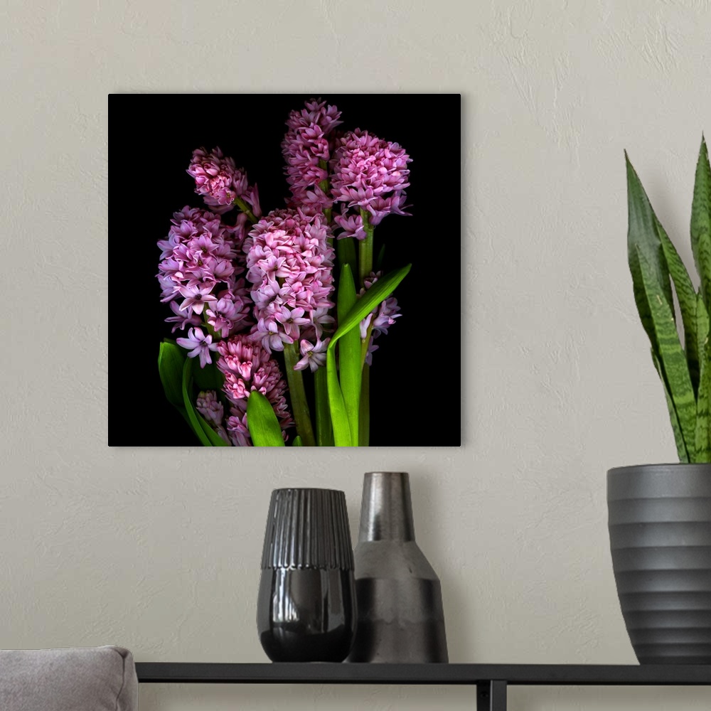 A modern room featuring Pink hyacynth flowers.