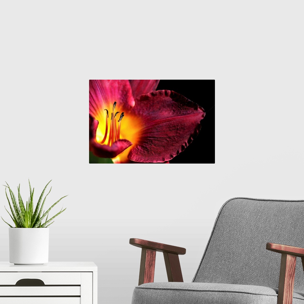 A modern room featuring Macro shot of the center of a tropical flower showing dark anthers at the tips of the stamens, wh...