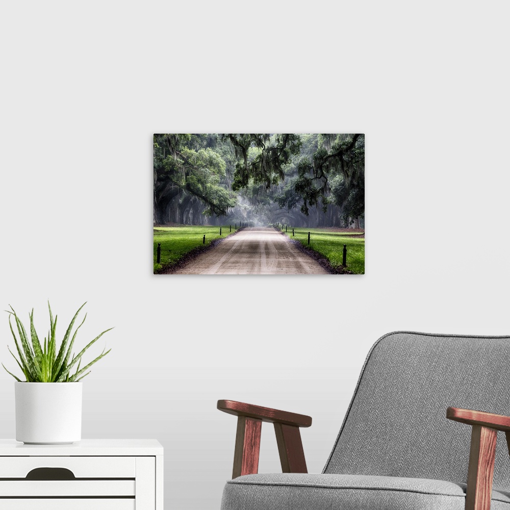 A modern room featuring Oak Trees Branching Over a Country Road, Avenue of Oaks, Boone Hall