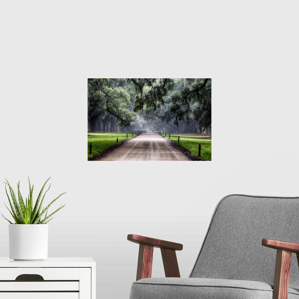 A modern room featuring Oak Trees Branching Over a Country Road, Avenue of Oaks, Boone Hall