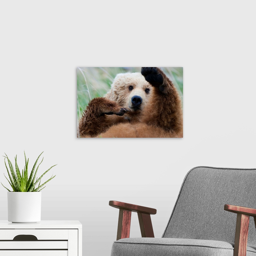 A modern room featuring Brown bear, Katmai National Park, Alaska