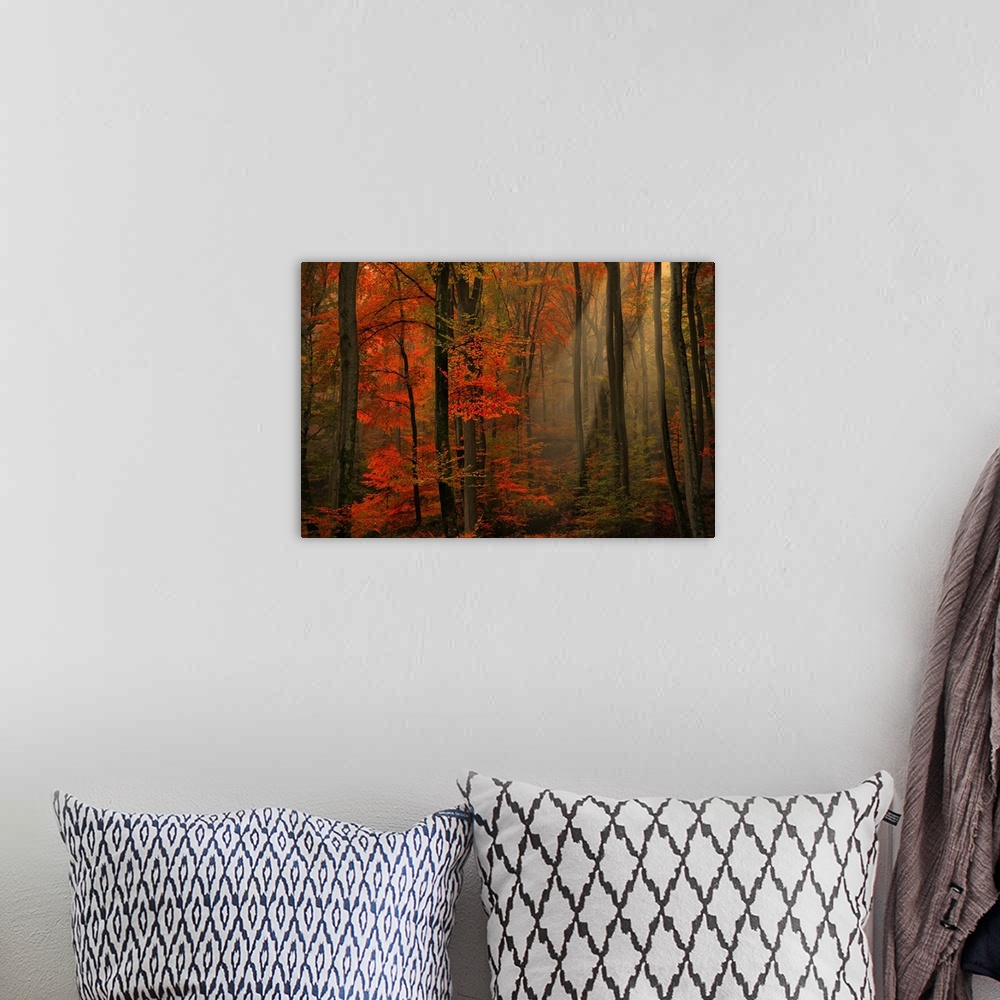 A bohemian room featuring Large photograph within a forest that shows the sun as it tries to make its way through the top o...