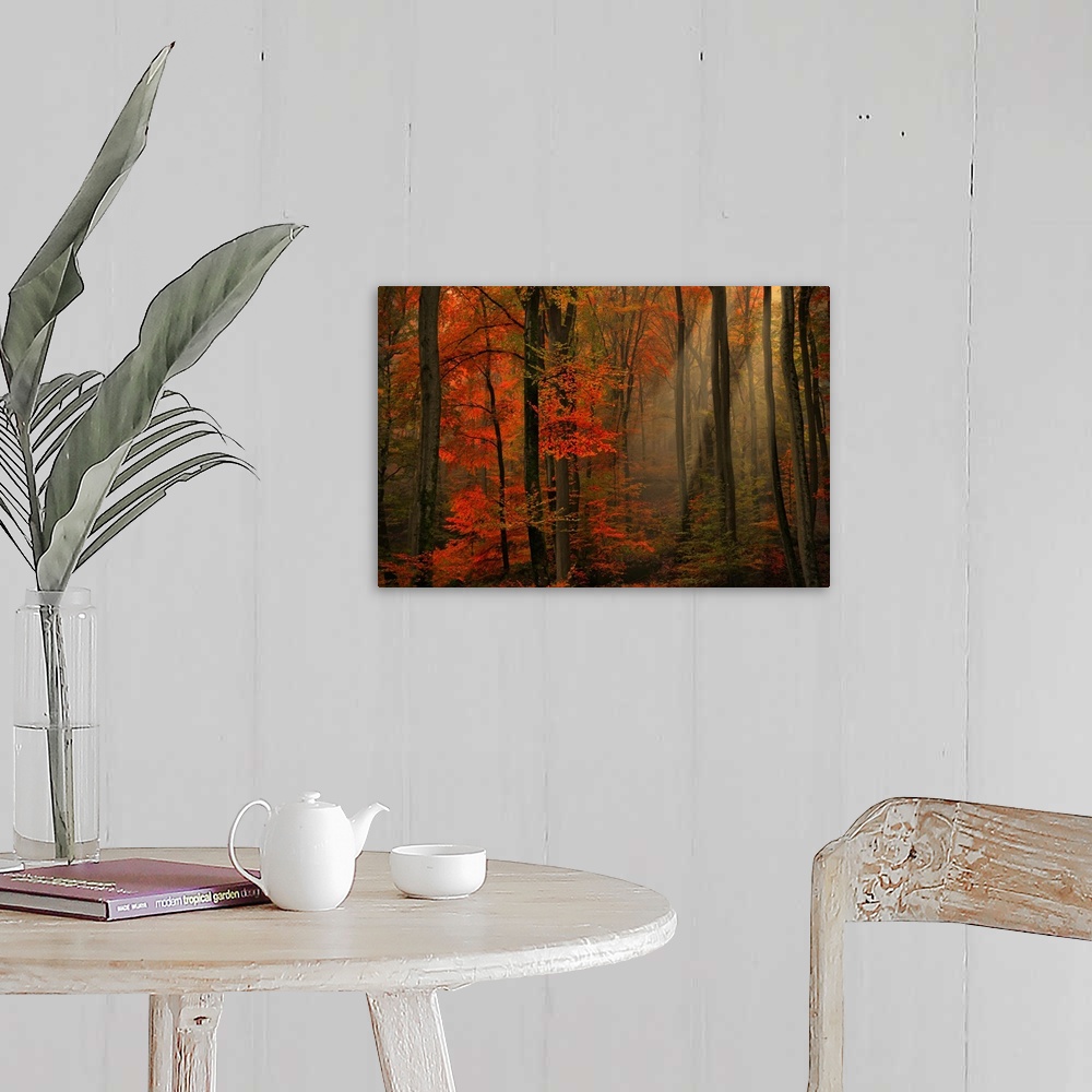 A farmhouse room featuring Large photograph within a forest that shows the sun as it tries to make its way through the top o...
