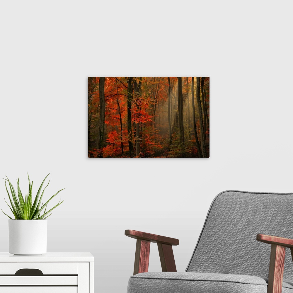 A modern room featuring Large photograph within a forest that shows the sun as it tries to make its way through the top o...