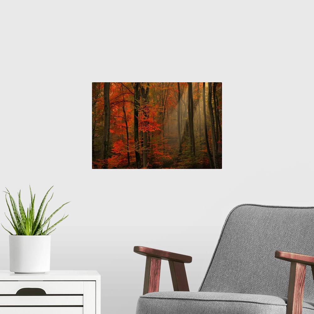 A modern room featuring Large photograph within a forest that shows the sun as it tries to make its way through the top o...