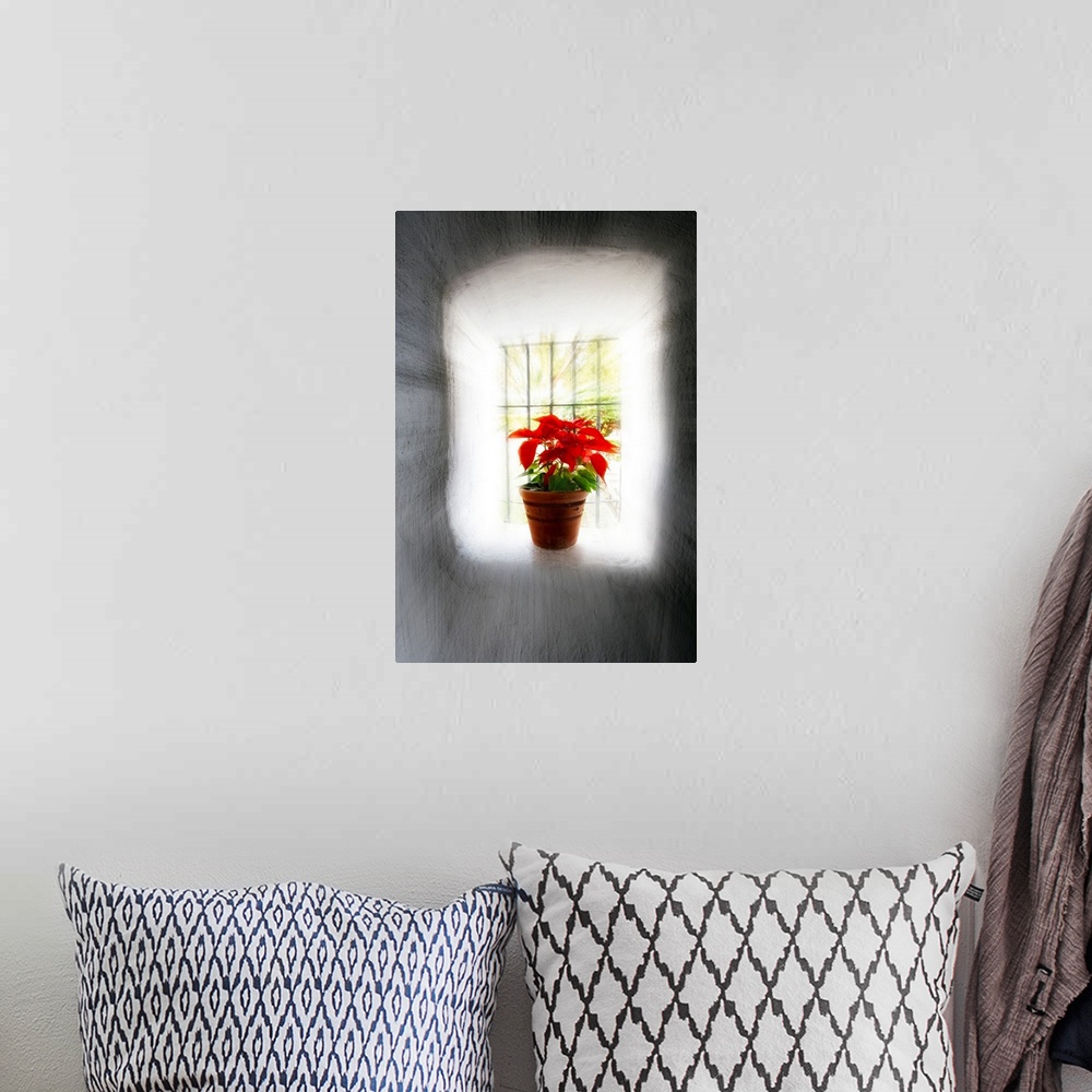 A bohemian room featuring Poinsettia in Window light