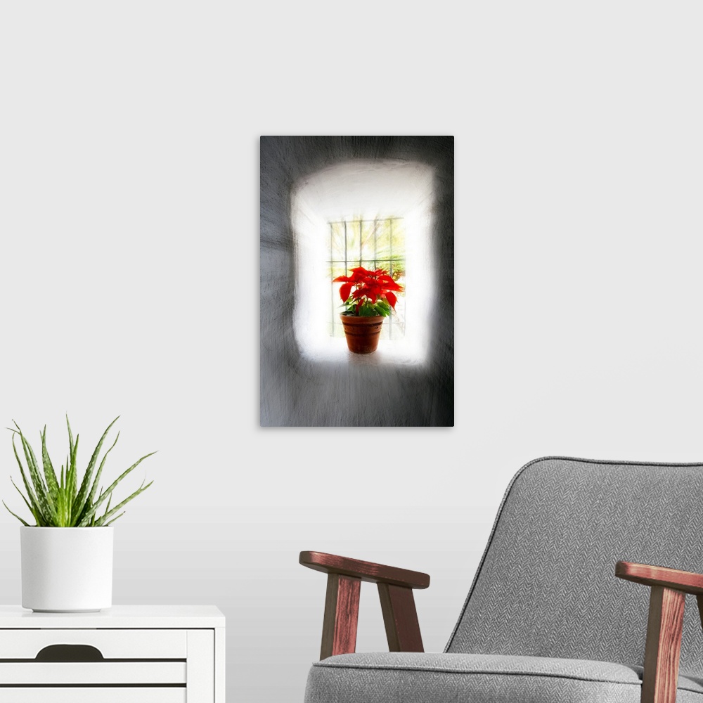 A modern room featuring Poinsettia in Window light