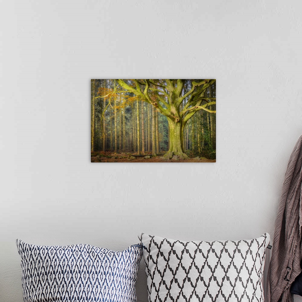 A bohemian room featuring Big old green beech tree in the forest in a profile portait style, some other straight trees in t...