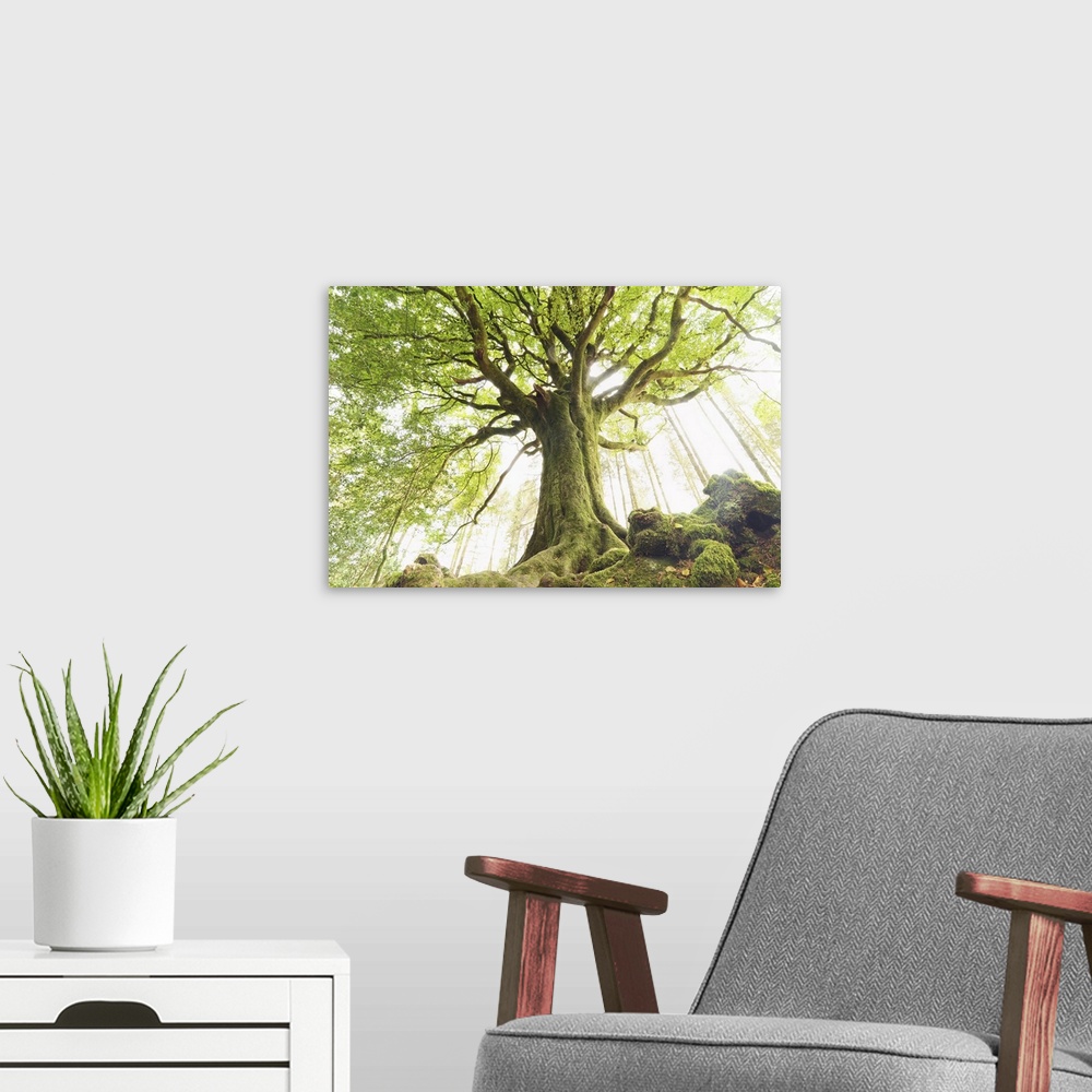 A modern room featuring The huge Ponthus beech tree in Broceliande forest in Brittany.