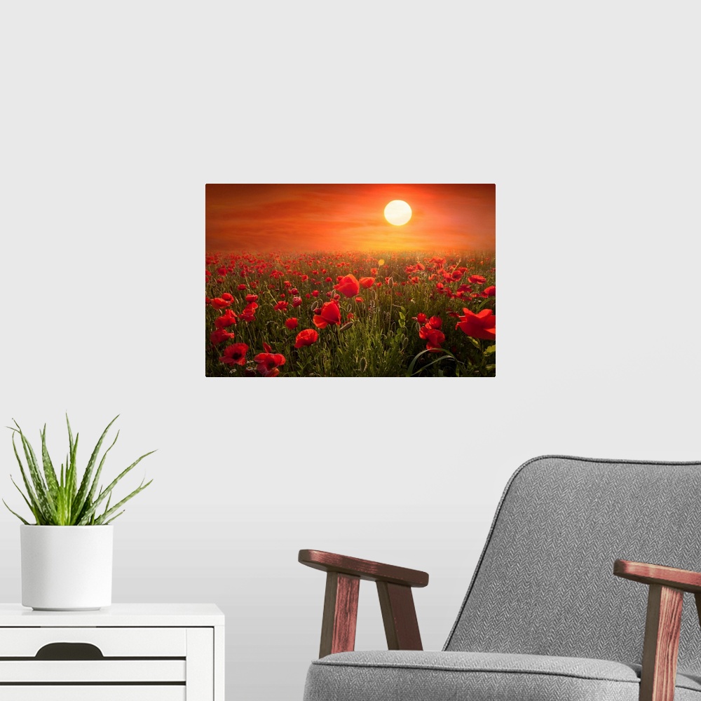 A modern room featuring Fine art photograph of a field of red poppies under the setting sun.