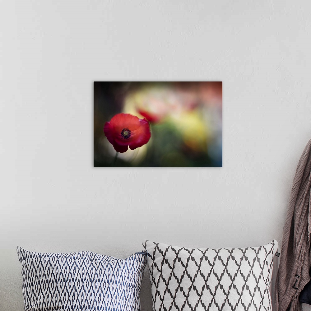 A bohemian room featuring Macro image of a red poppy with a blurred background.