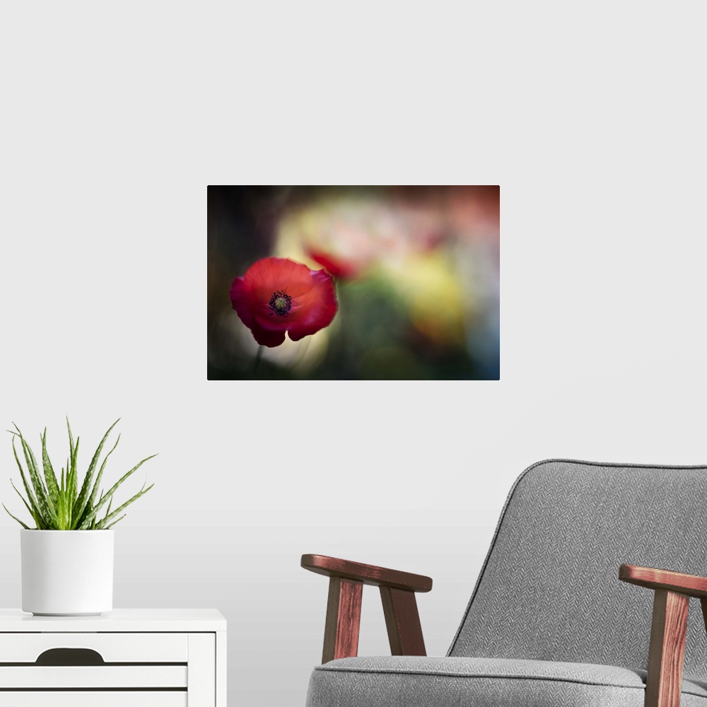 A modern room featuring Macro image of a red poppy with a blurred background.