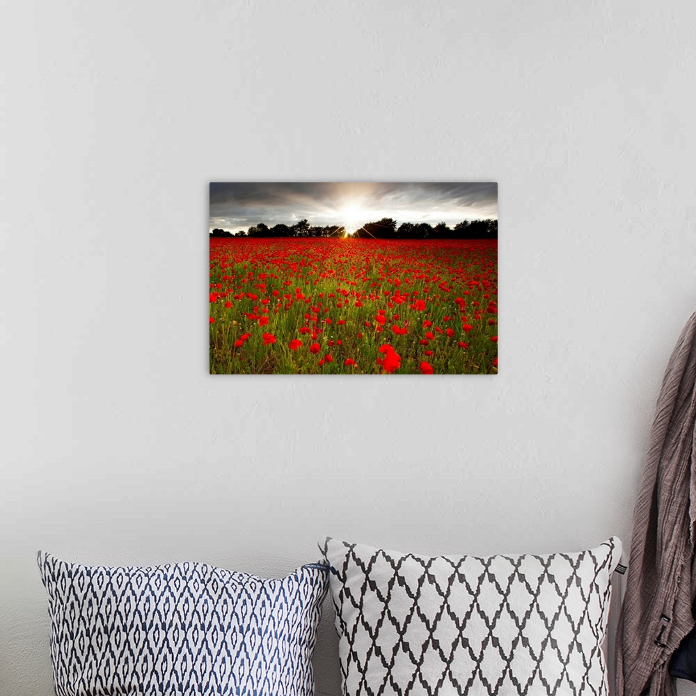 A bohemian room featuring Sun shining over a field of brilliant red poppies with a row of dark trees in the background, gre...