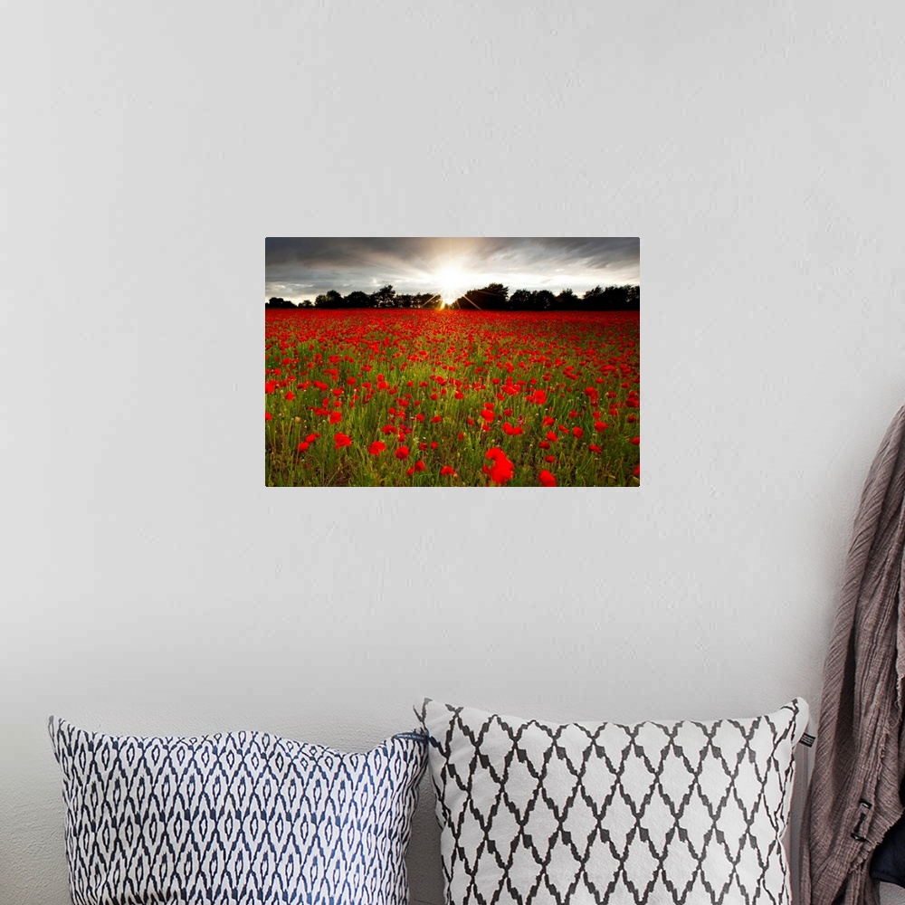 A bohemian room featuring Sun shining over a field of brilliant red poppies with a row of dark trees in the background, gre...