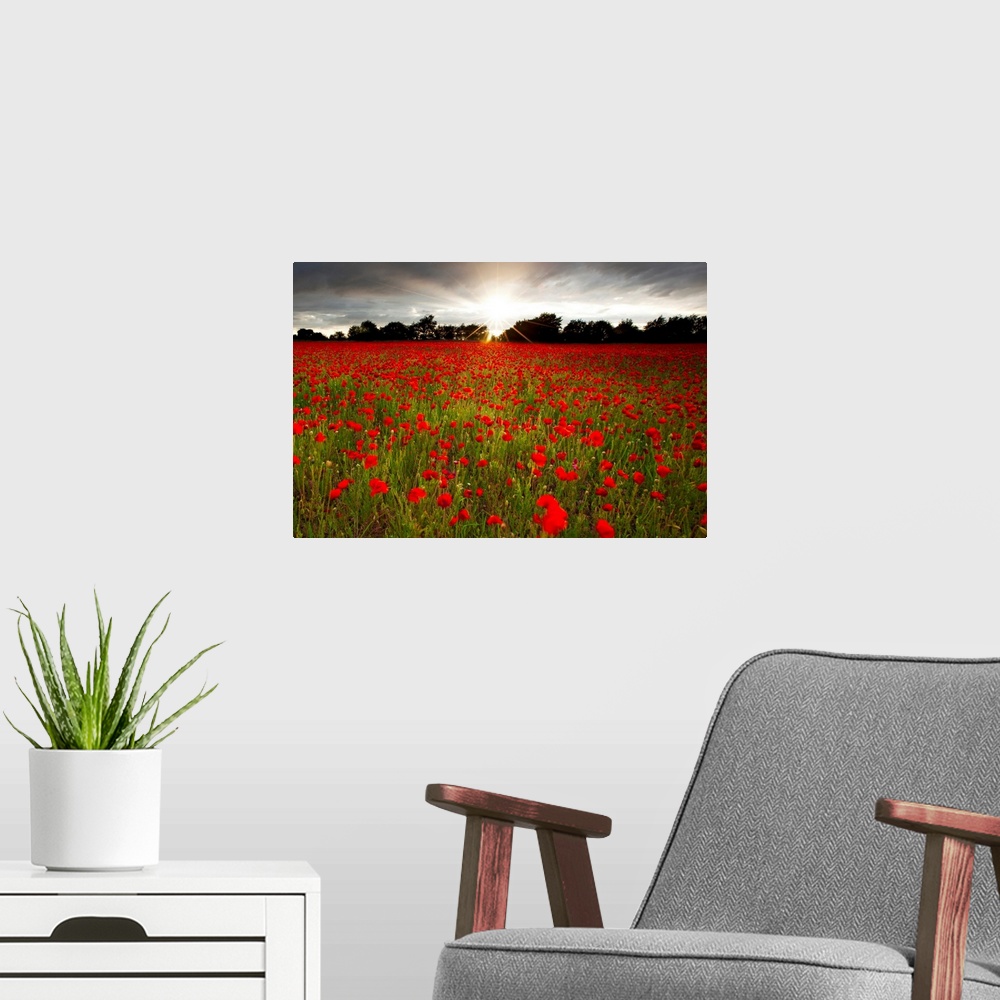 A modern room featuring Sun shining over a field of brilliant red poppies with a row of dark trees in the background, gre...