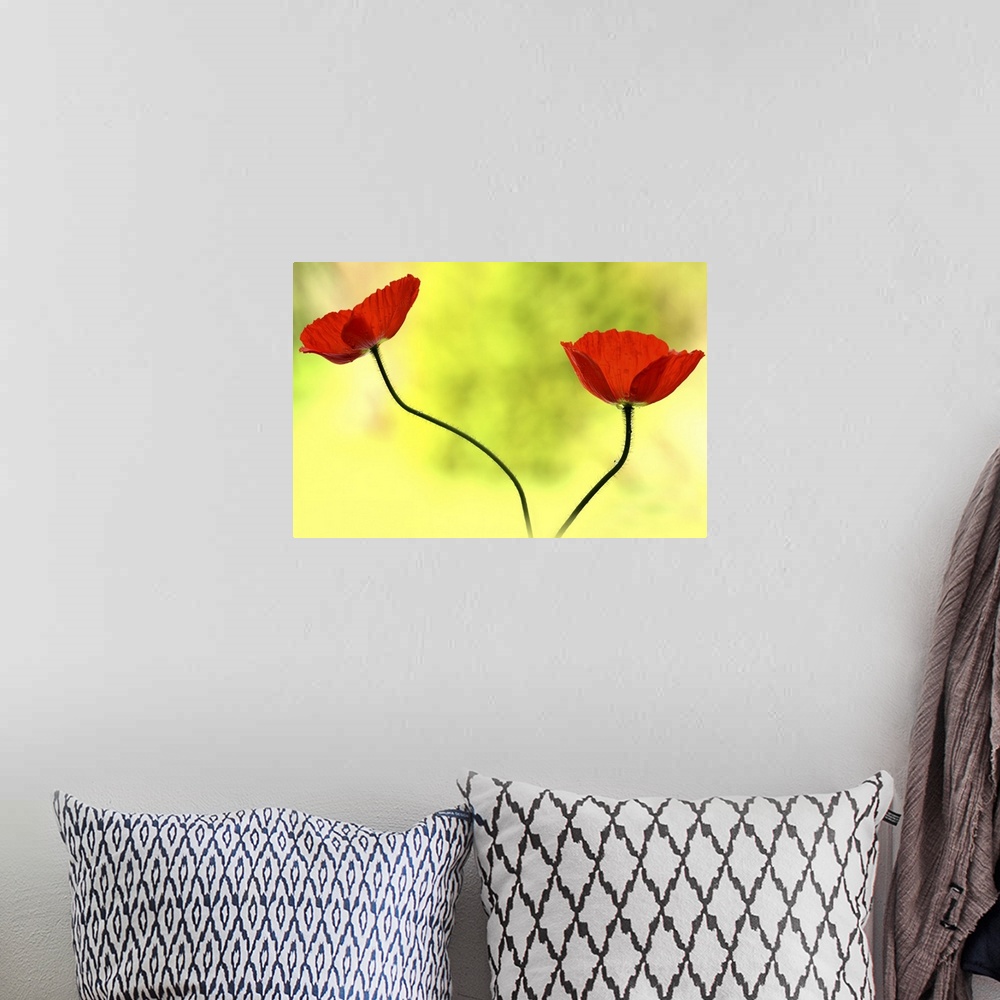 A bohemian room featuring A photograph of two red poppies against a bright and vibrant green background.
