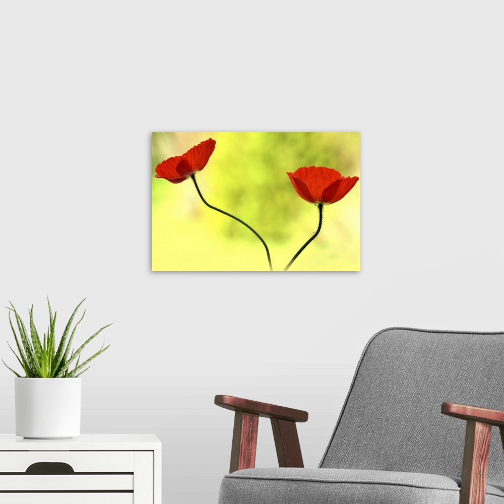 A modern room featuring A photograph of two red poppies against a bright and vibrant green background.