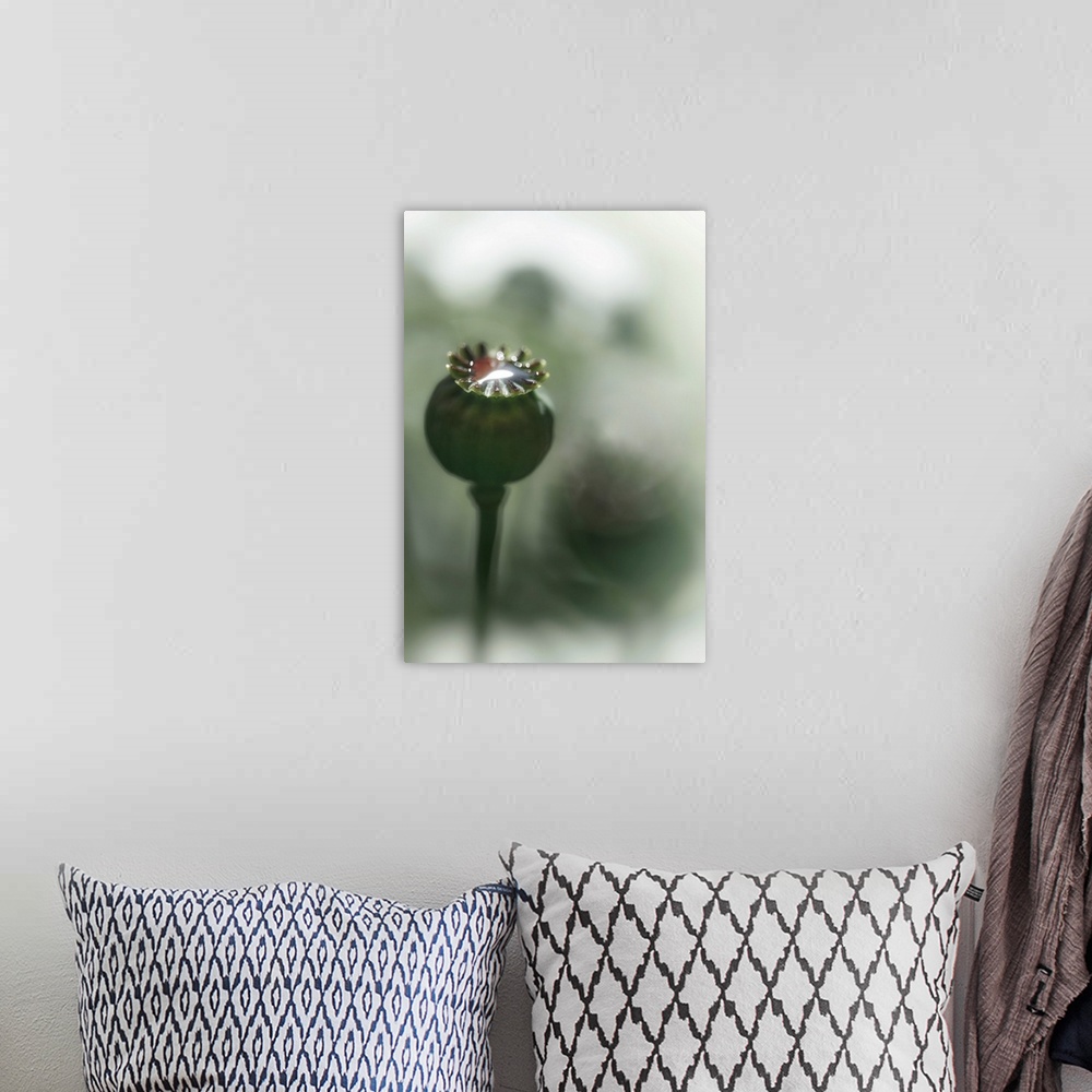 A bohemian room featuring Close-up of a poppy seed head in my garden in British Columbia, Canada. The blurred darker shapes...