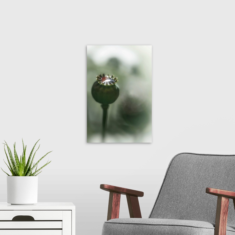 A modern room featuring Close-up of a poppy seed head in my garden in British Columbia, Canada. The blurred darker shapes...