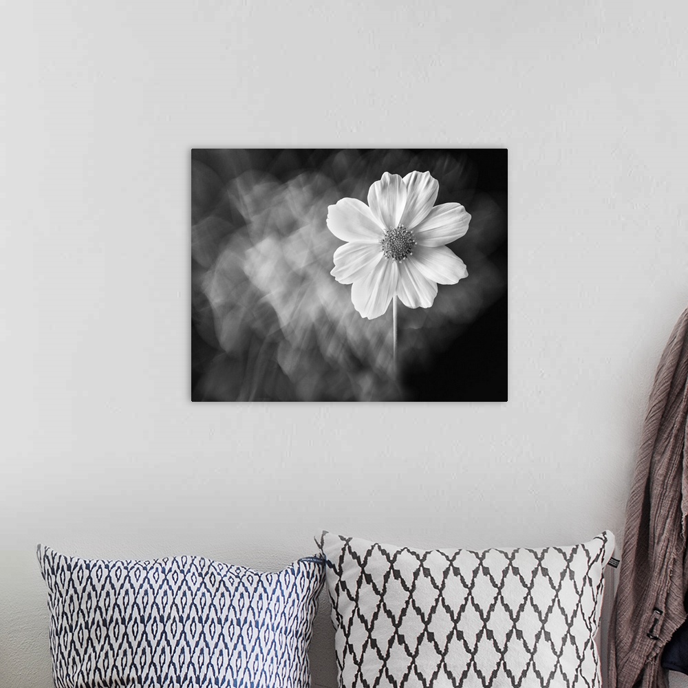 A bohemian room featuring 154 Portrait Of A Flower 3 7895