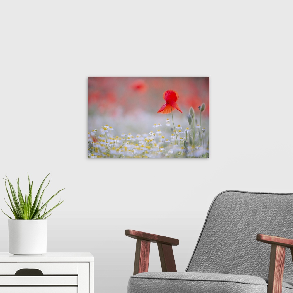 A modern room featuring Beautiful field of chamomile and poppies.