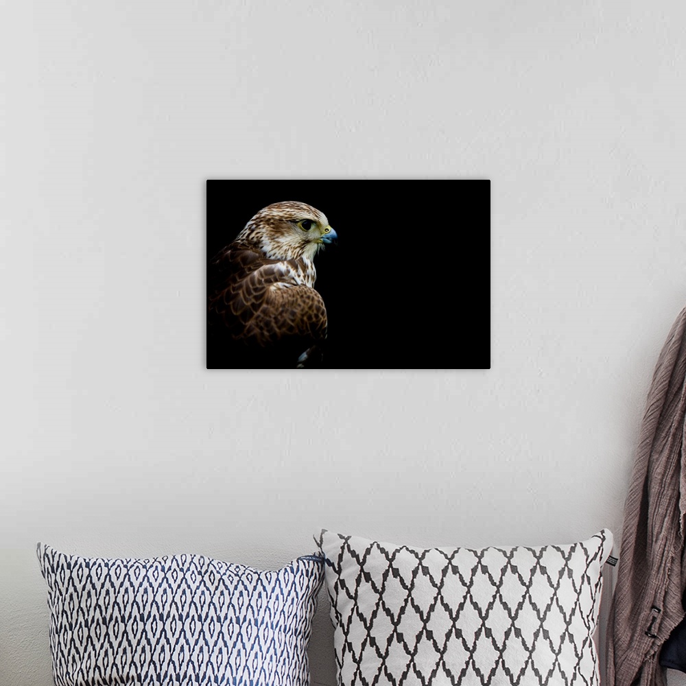 A bohemian room featuring A close up headshot of a Hawk on a black background.