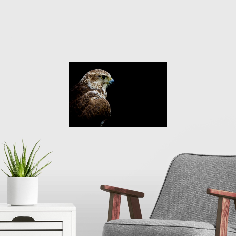 A modern room featuring A close up headshot of a Hawk on a black background.