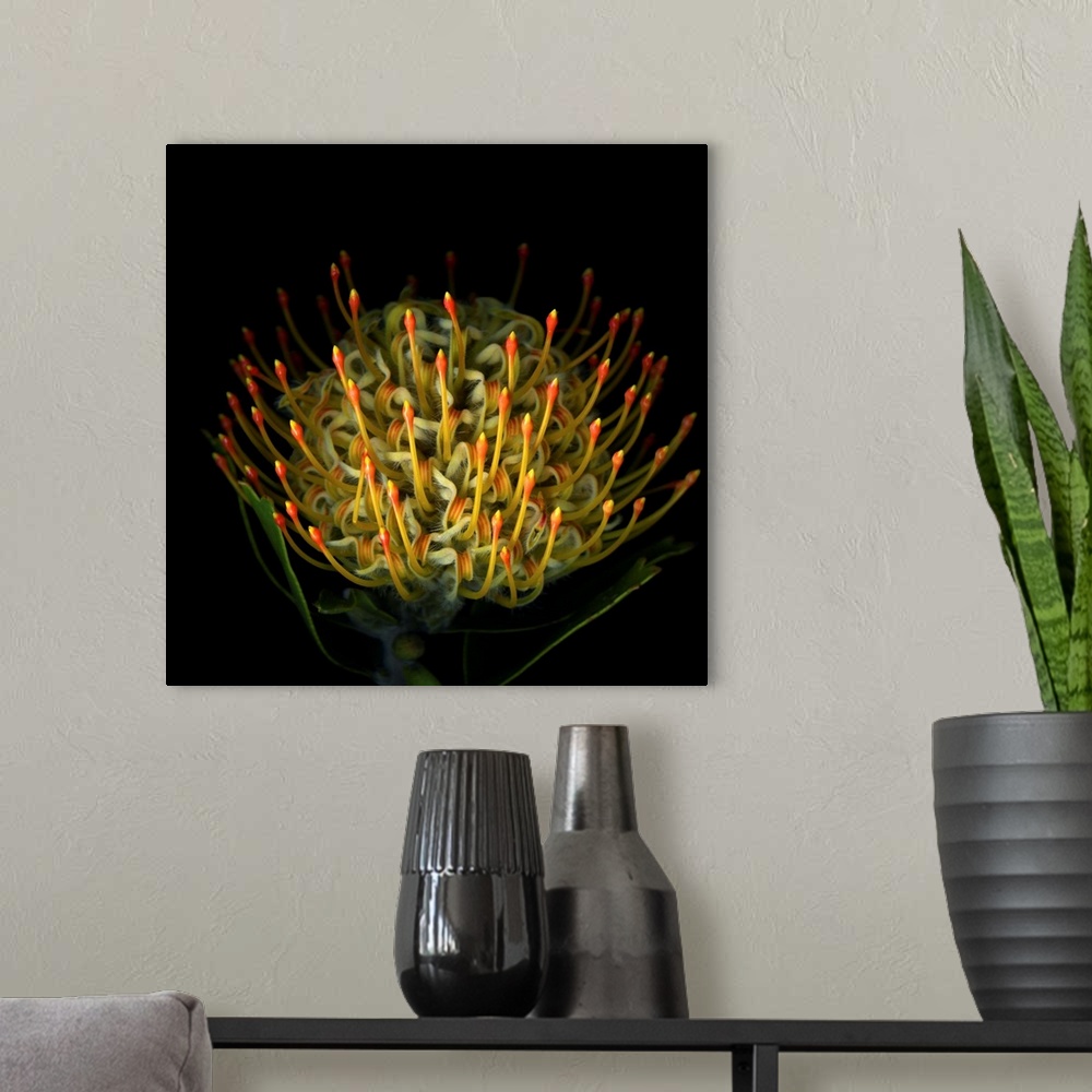 A modern room featuring A pinchusion protea.