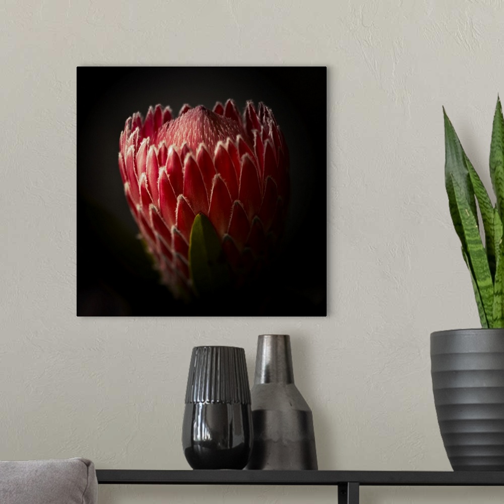 A modern room featuring Close Up View of a Protea Flower.