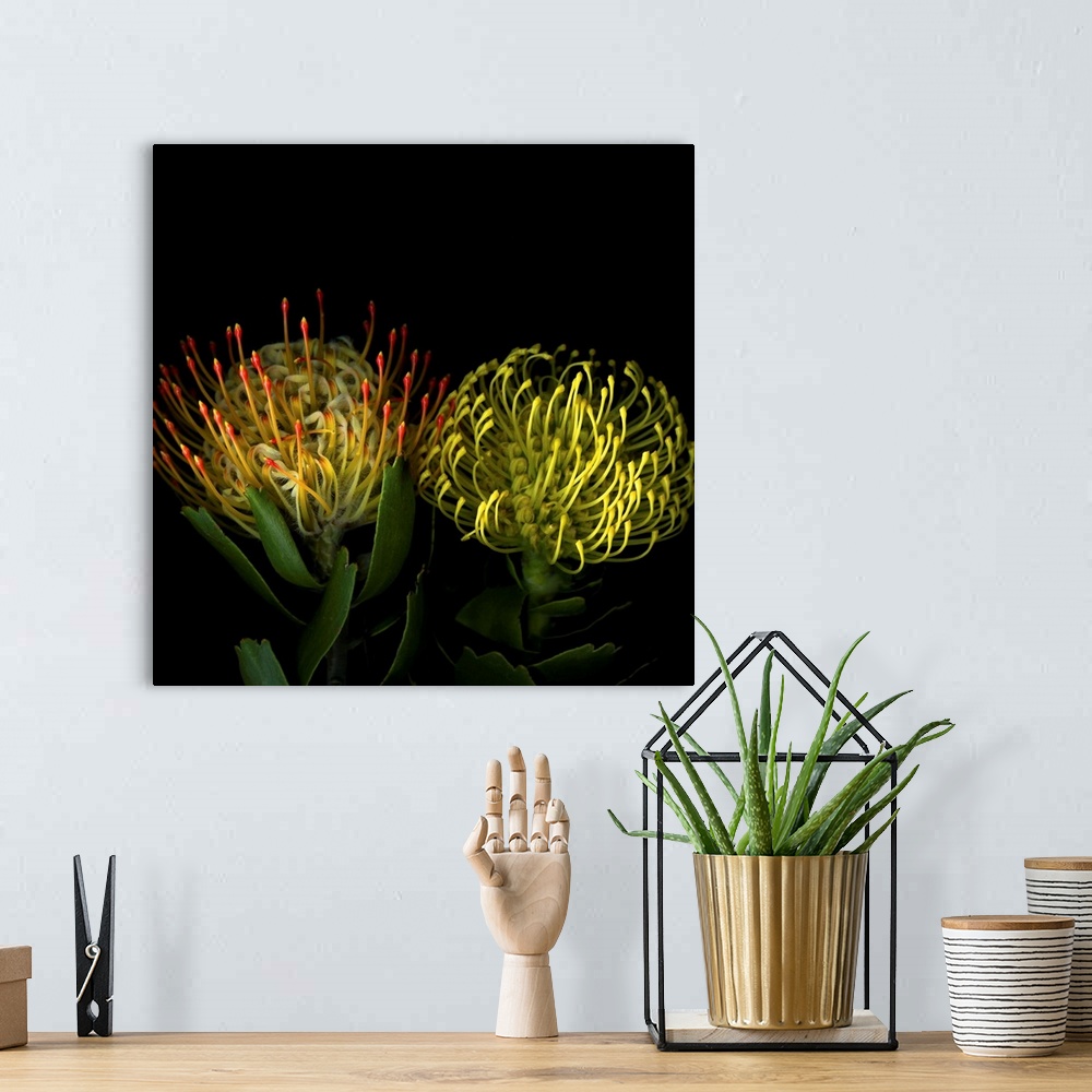 A bohemian room featuring Two protea blossoms against a dark background.