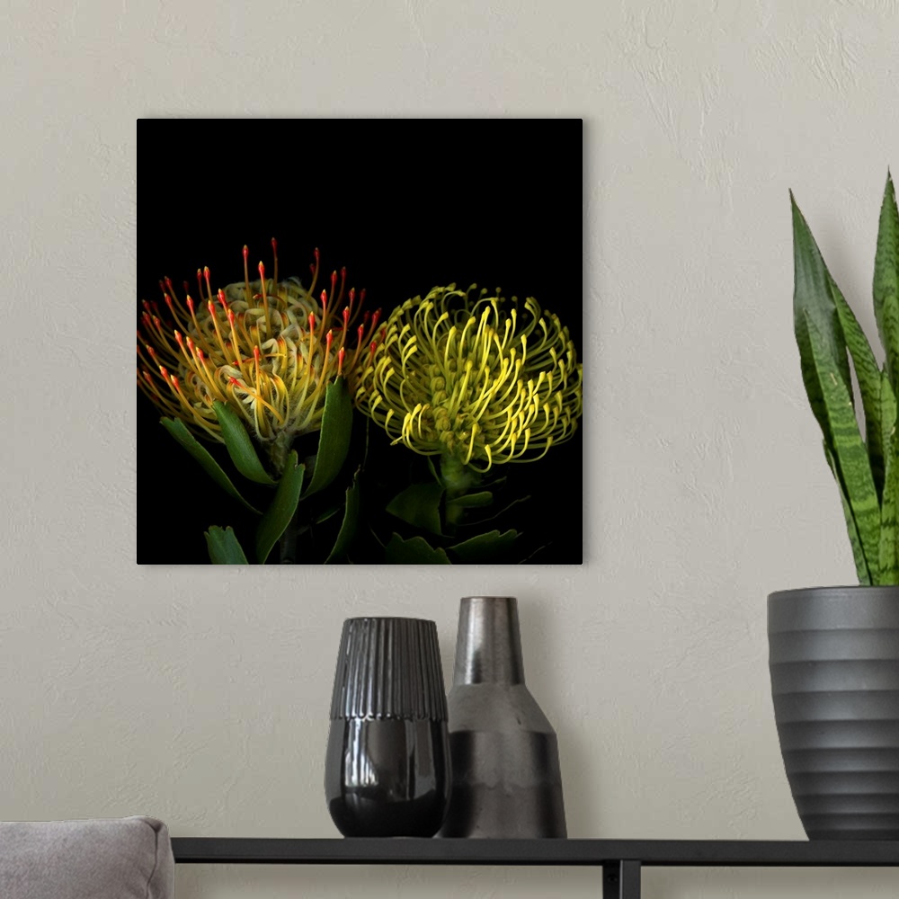 A modern room featuring Two protea blossoms against a dark background.