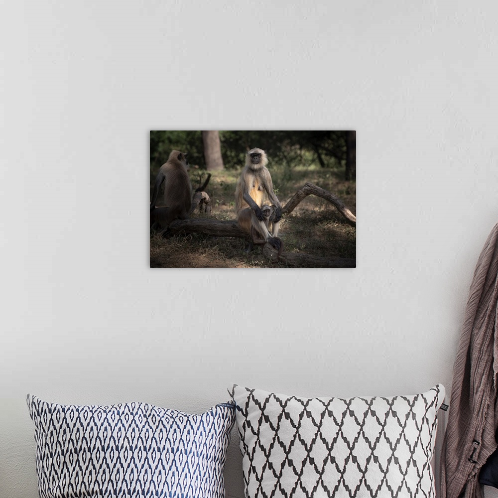 A bohemian room featuring Mother and baby monkey pair look out into the forest.