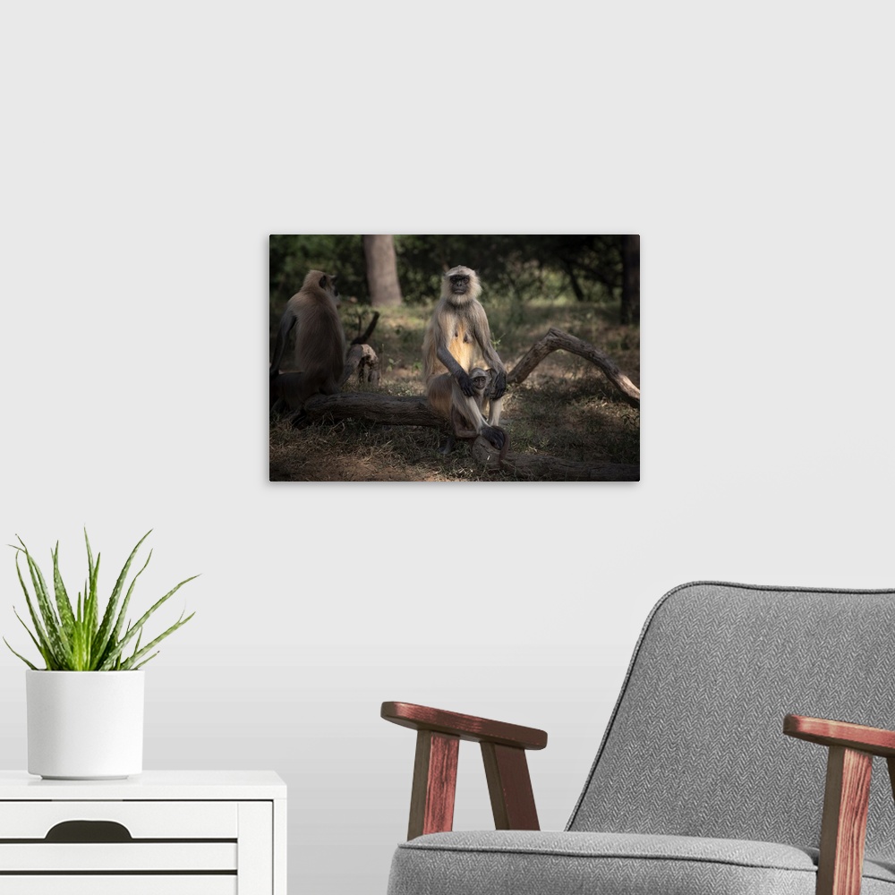 A modern room featuring Mother and baby monkey pair look out into the forest.