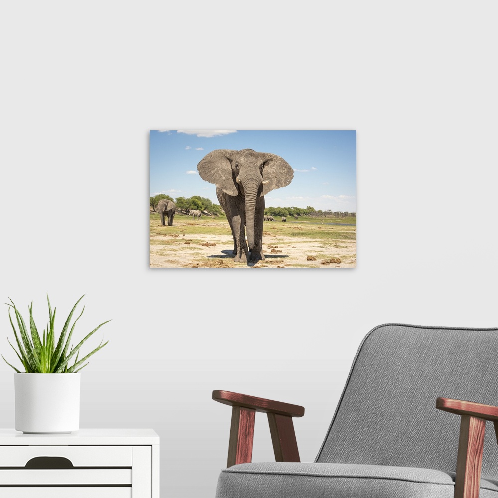 A modern room featuring Elephant bull stands tall in Botswana.