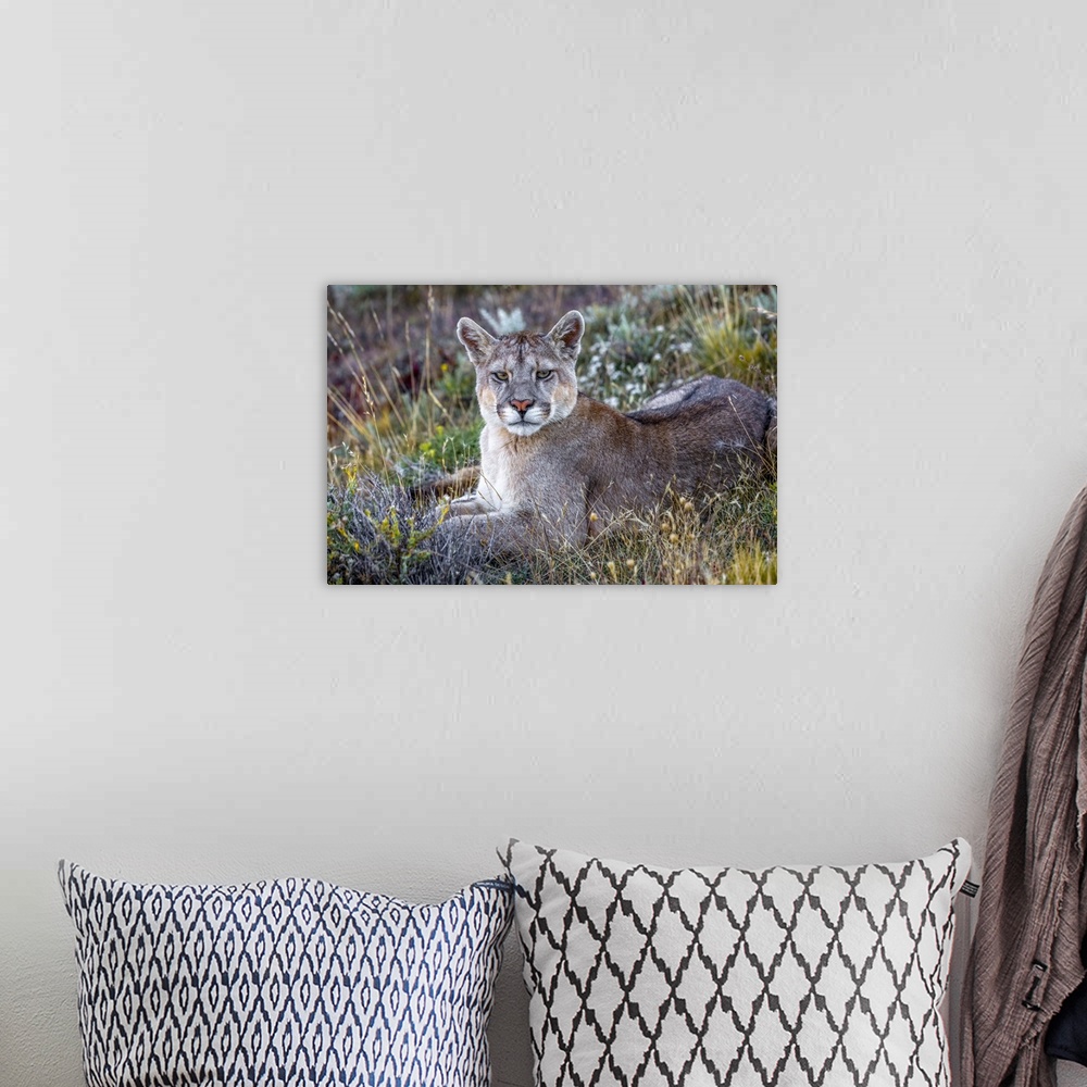 A bohemian room featuring Puma or South American cougar (Puma concolor concolor), Patagonia, Chile