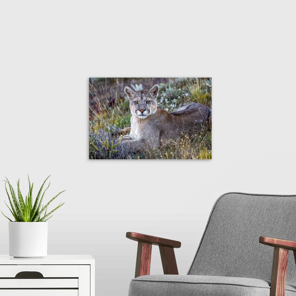 A modern room featuring Puma or South American cougar (Puma concolor concolor), Patagonia, Chile