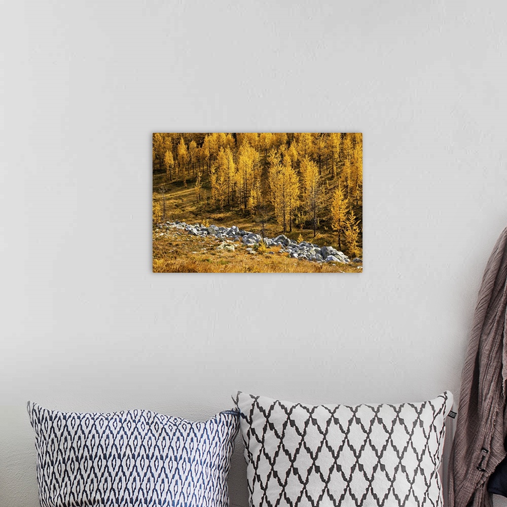 A bohemian room featuring Alpine larches in fall at Kootenay.