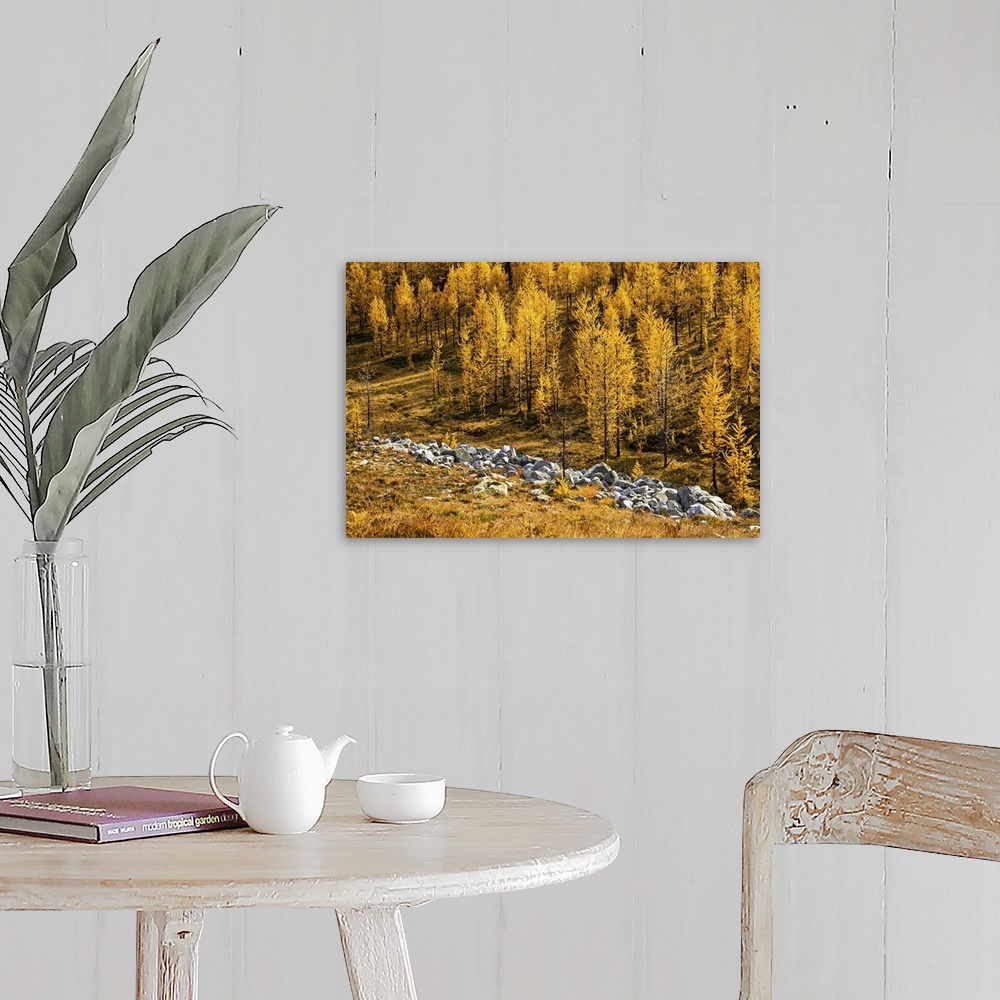 A farmhouse room featuring Alpine larches in fall at Kootenay.