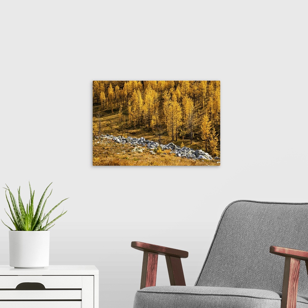 A modern room featuring Alpine larches in fall at Kootenay.