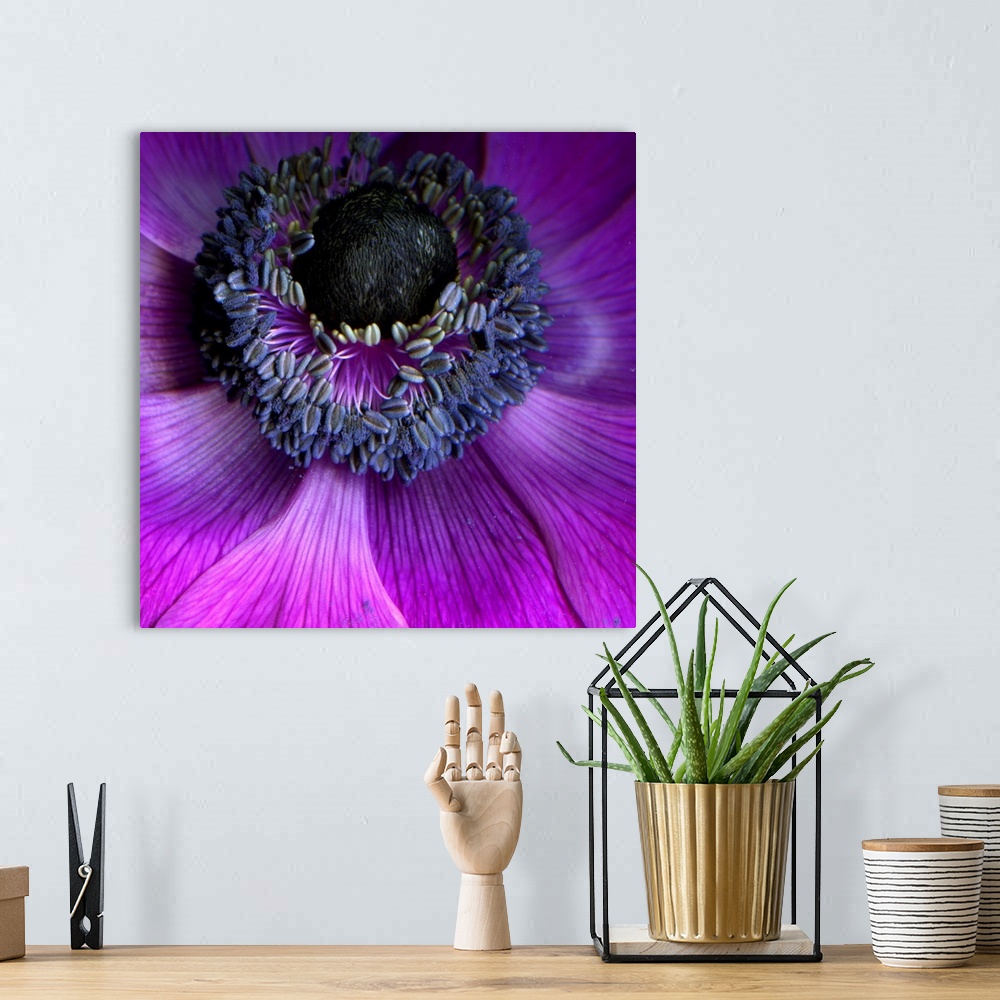 A bohemian room featuring Square photo on canvas of a flower center up close.