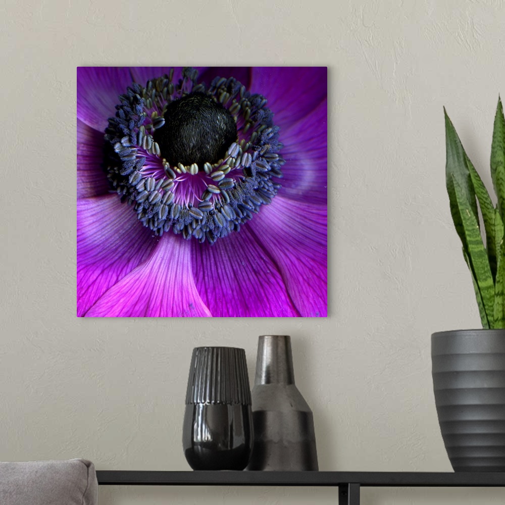 A modern room featuring Square photo on canvas of a flower center up close.