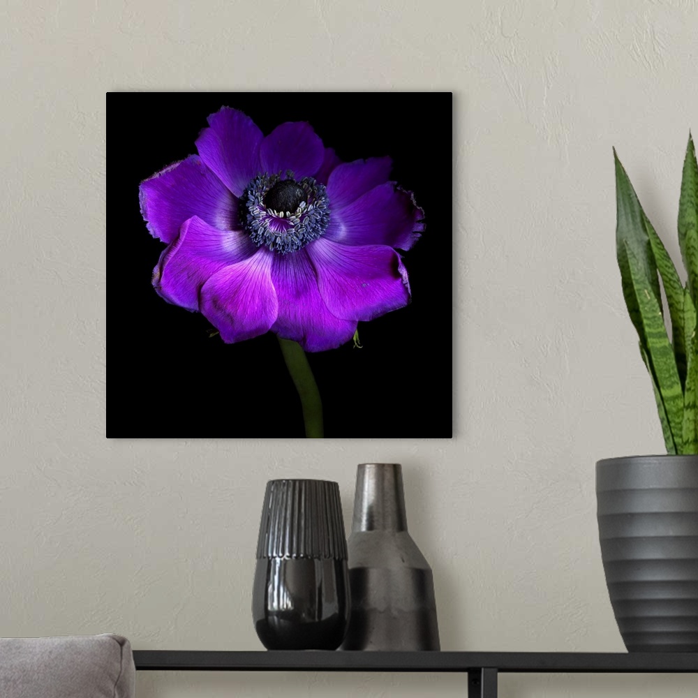 A modern room featuring Purple Anemones Heart