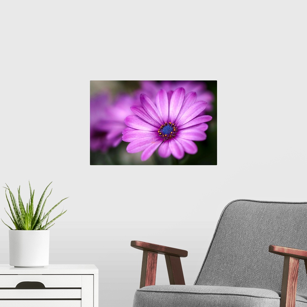 A modern room featuring Purple Daisy