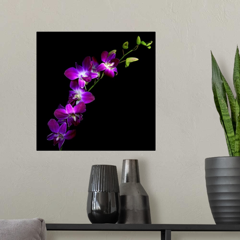 A modern room featuring Flowers in front of a dark backdrop on this square wall art for the living room or office.