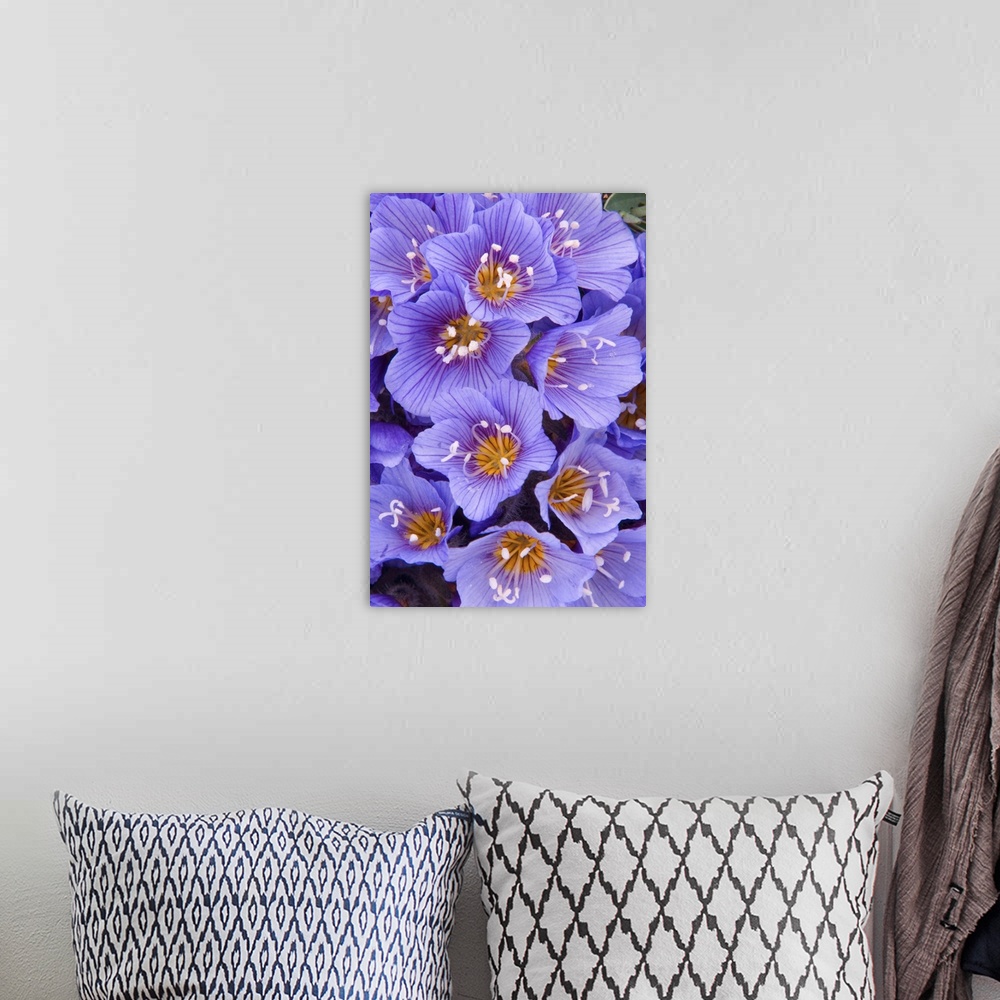A bohemian room featuring Purple Flowers
