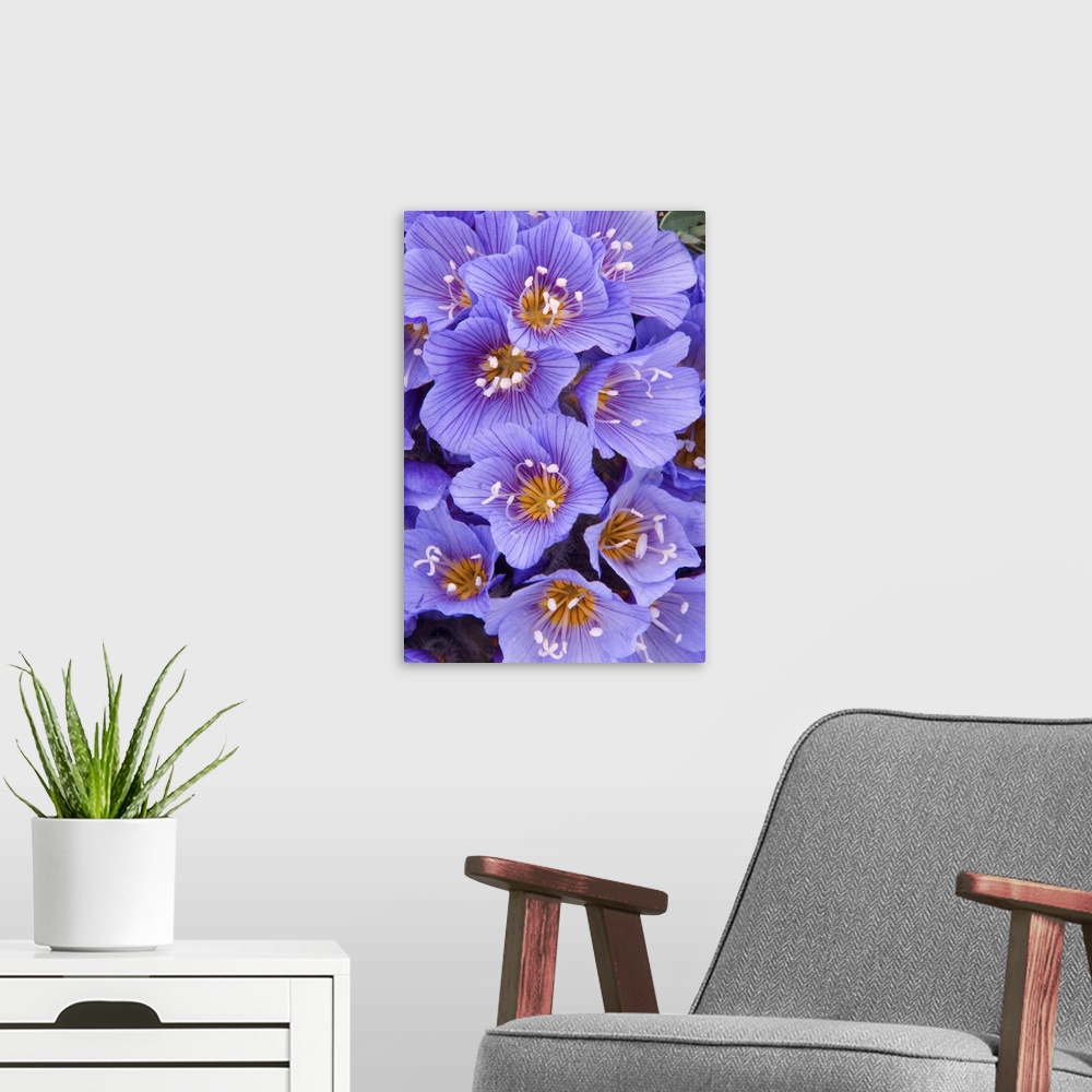 A modern room featuring Purple Flowers