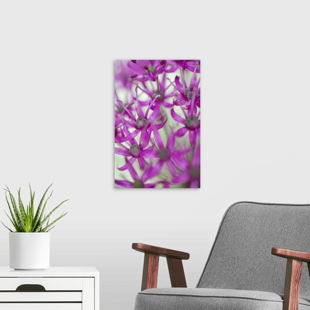 A modern room featuring A contemporary soft focus of a magenta pink alium flower head against a soft green background.